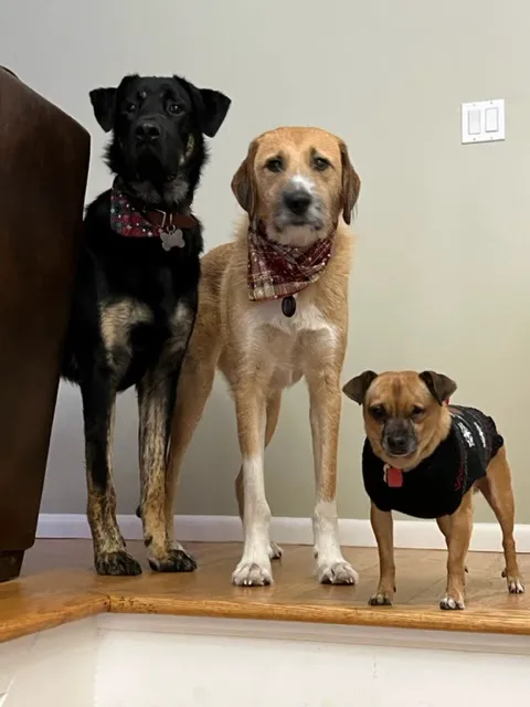 Cowesett Animal Hospital Picture 2