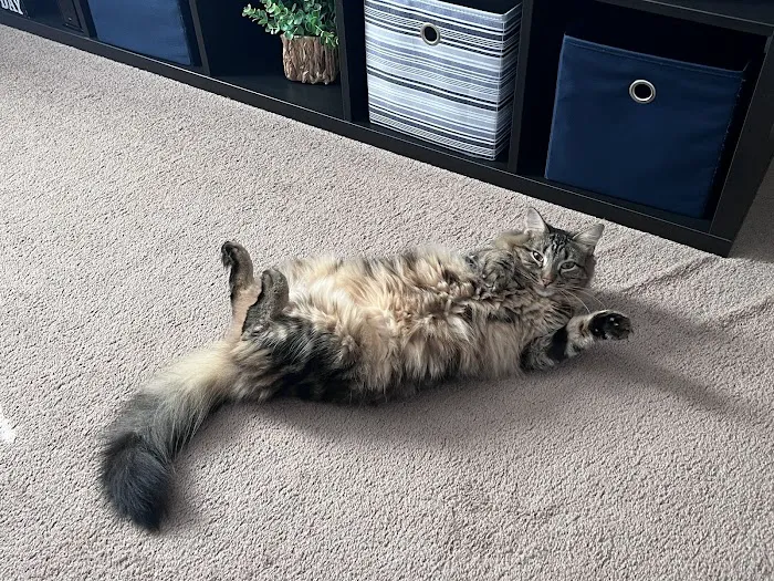 Cowesett Animal Hospital Picture 5