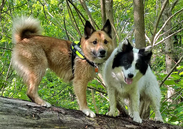 Cowesett Animal Hospital Picture 8