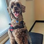 Apponaug Animal Hospital