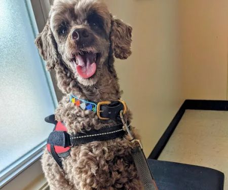 Apponaug Animal Hospital