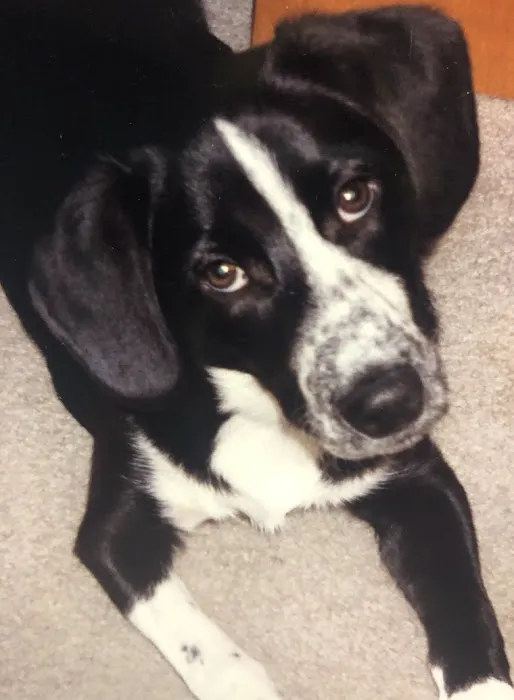 Apponaug Animal Hospital Picture 9