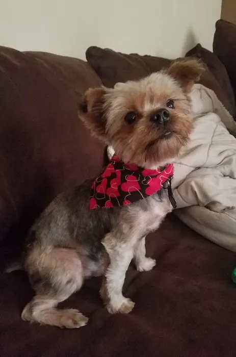 Pet Boutique Picture 2