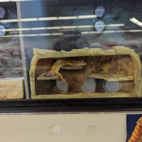 Petco ico