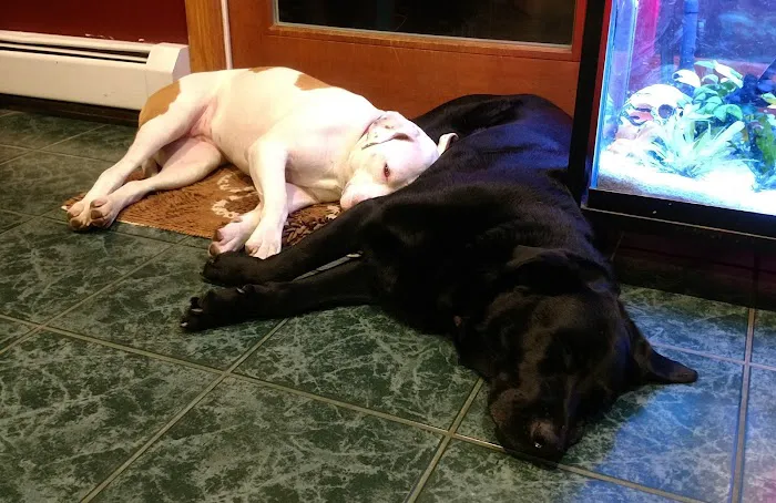 Animal Care Services Picture 4