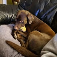 Animal Care Services ico
