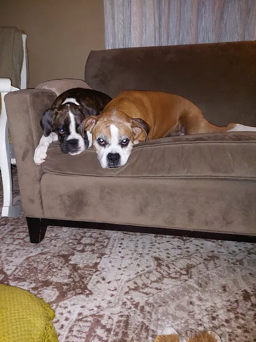 Animal Care Services Picture 3