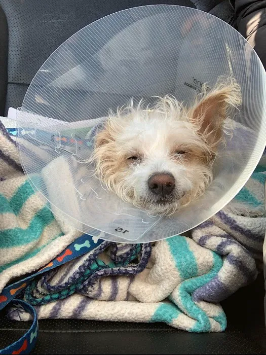 Potter League Spay & Neuter Clinic Picture 2