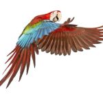 Faye's Birdroom