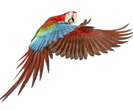 Faye's Birdroom