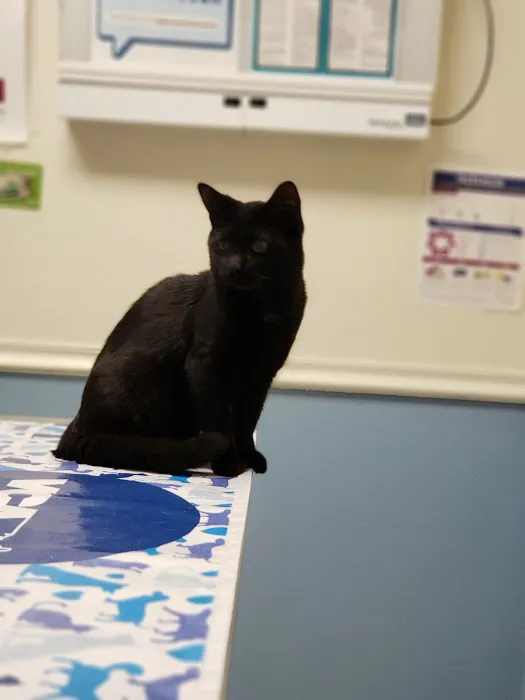 VCA Atwood Animal Hospital: Hopper Amy L DVM Picture 1