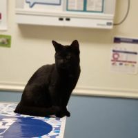 VCA Atwood Animal Hospital: Hopper Amy L DVM ico