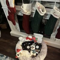 Pawsitive Pet Products ico
