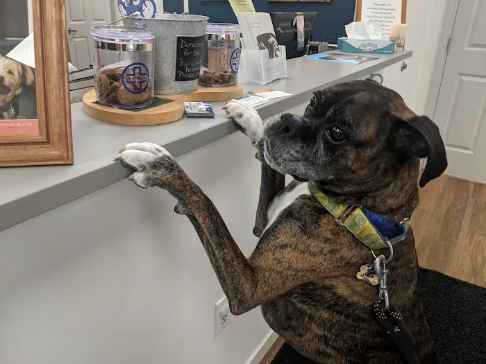VCA Atwood Animal Hospital Picture 1