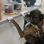 VCA Atwood Animal Hospital