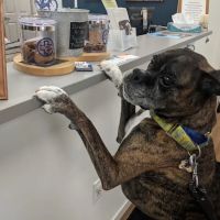 VCA Atwood Animal Hospital ico