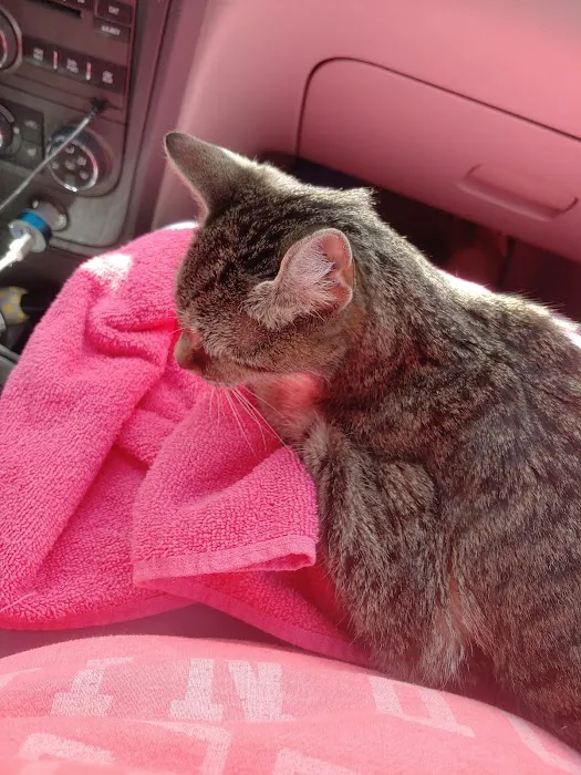 VCA Atwood Animal Hospital Picture 5