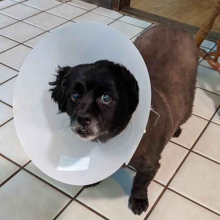 VCA Atwood Animal Hospital Picture 4