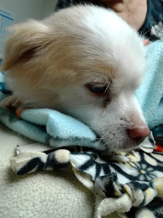 VCA Atwood Animal Hospital Picture 6