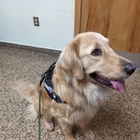Cranston Animal Hospital ico