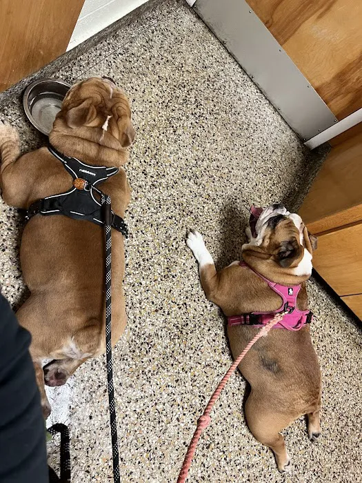 Cranston Animal Hospital Picture 9