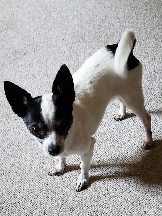 Rhode Island Animal Medical Center Picture 6