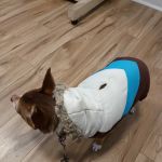 Airport Animal Hospital