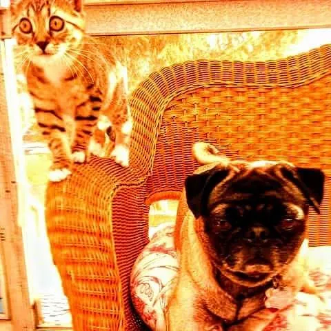 Airport Animal Hospital Picture 2