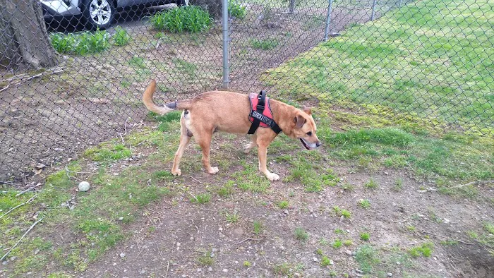 West Shore Animal Clinic Picture 5