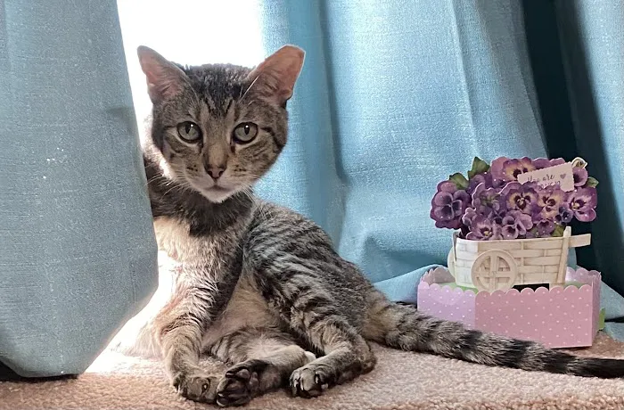 West Shore Animal Clinic Picture 1