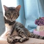 West Shore Animal Clinic