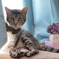 West Shore Animal Clinic ico