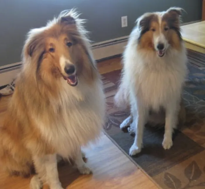 West Shore Animal Clinic Picture 10