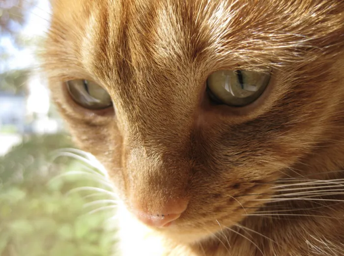 West Shore Animal Clinic Picture 9