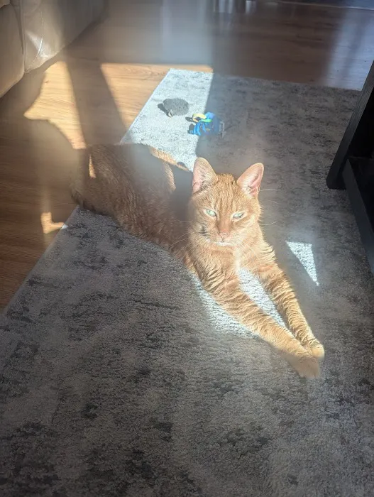 West Shore Animal Clinic Picture 7