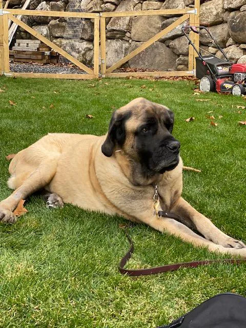 Mobile Pet Care Picture 5