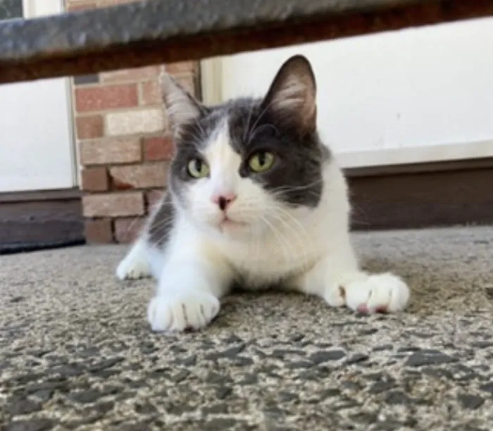 Mobile Pet Care Picture 1