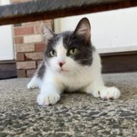 Mobile Pet Care ico