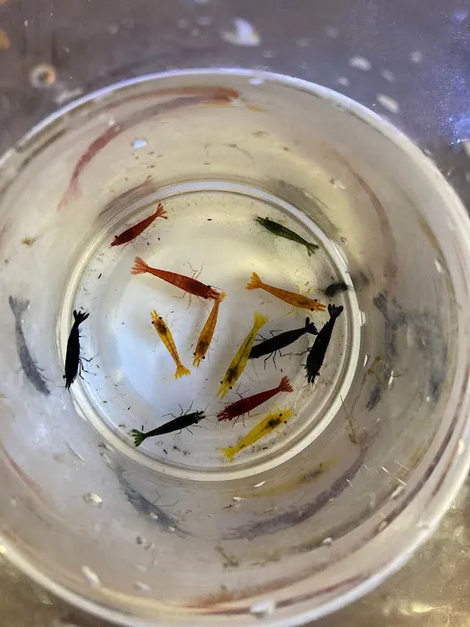 LJ's Shrimp Picture 1