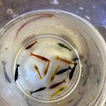 LJ's Shrimp