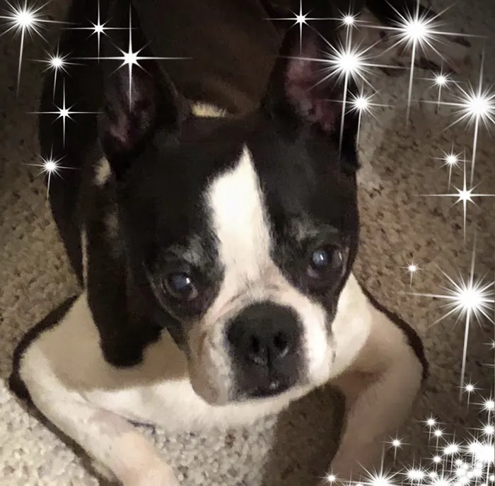 Apple Valley Veterinarians, LLC Picture 5