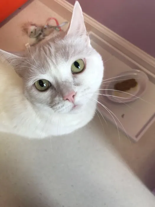 Apple Valley Veterinarians, LLC Picture 2