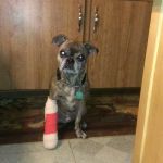 Apple Valley Veterinarians, LLC
