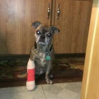 Apple Valley Veterinarians, LLC ico