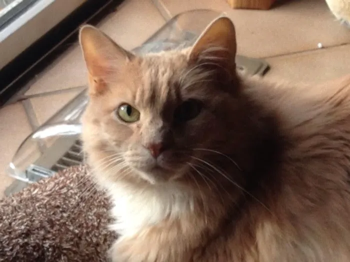 Apple Valley Veterinarians, LLC Picture 4