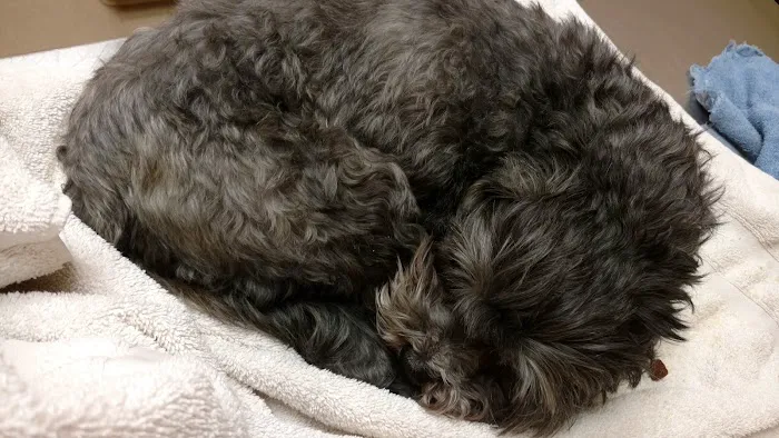 Apple Valley Veterinarians, LLC Picture 3