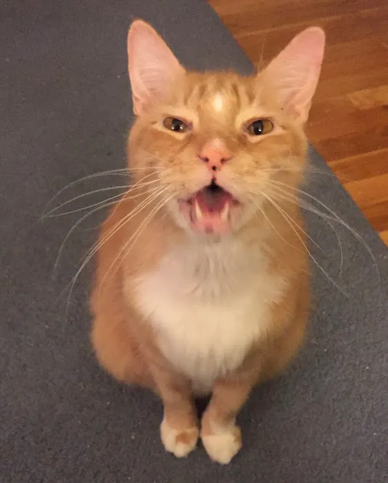 Apple Valley Veterinarians, LLC Picture 7