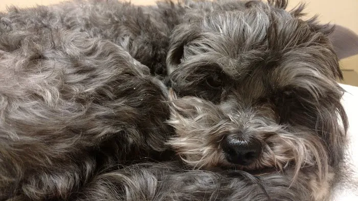 Apple Valley Veterinarians, LLC Picture 8