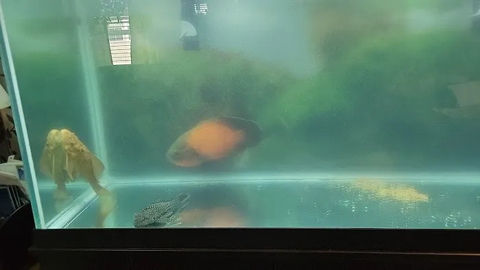 J S K's Fish & More Picture 4