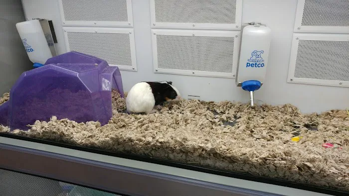 Petco Picture 5